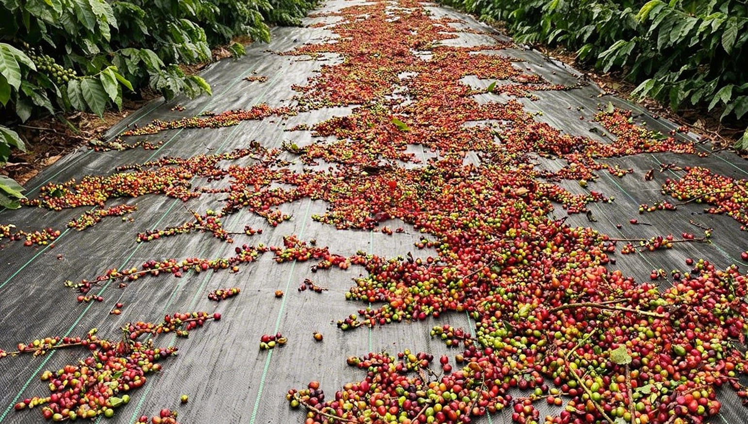 Grãos de café colhidos sobre a lona preta de rafia