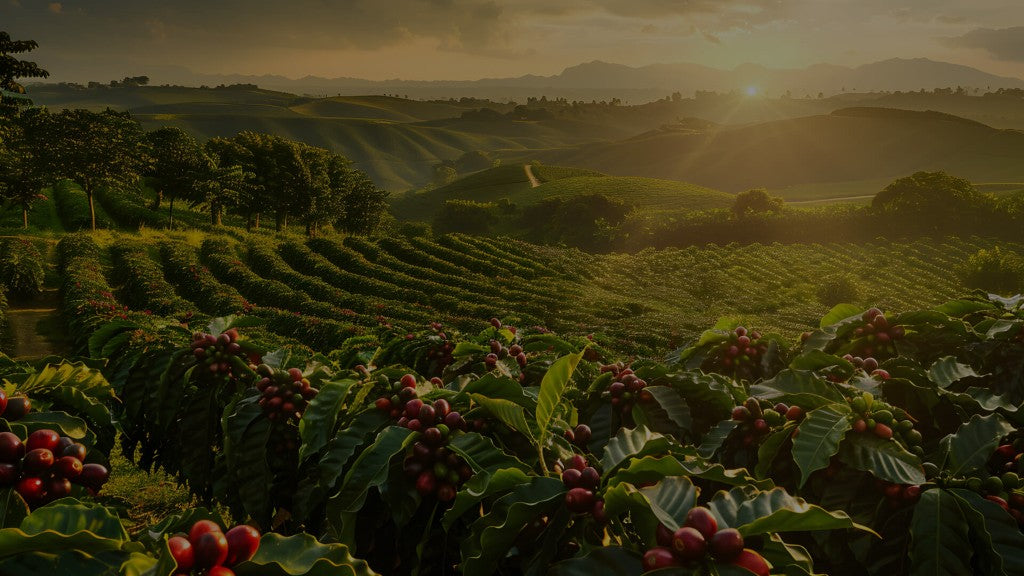 Safra Forte - cafezal ao nascer do sol