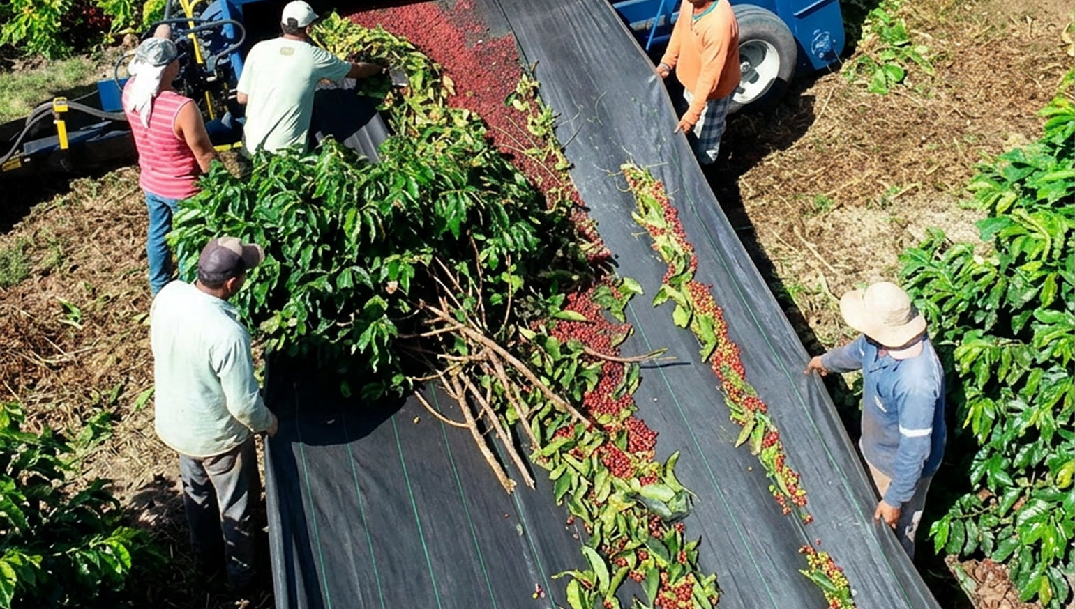 Trabalhadores realizando colheita de café com lona preta de rafia
